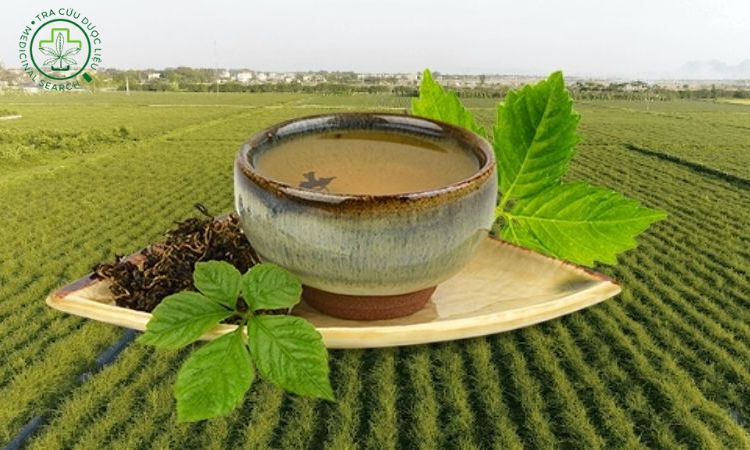 3. Bài thuốc dùng giảo cổ lam để chữa bệnh tiểu đường 1 3. Bài thuốc dùng giảo cổ lam để chữa bệnh tiểu đường 1