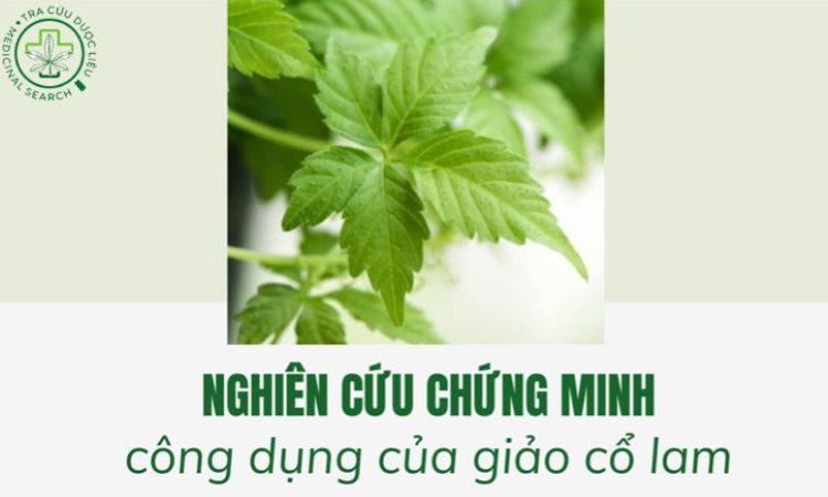 2. Nghiên cứu tác dụng của giảo cổ lam với bệnh tiểu đường 1 2. Nghiên cứu tác dụng của giảo cổ lam với bệnh tiểu đường 1