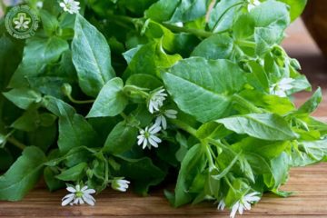 Cỏ sao (chickweed) – công dụng chữa bệnh và lưu ý