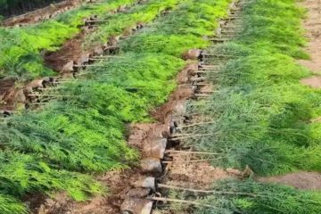 Quy trình kỹ thuật trồng cây trắc bách diệp