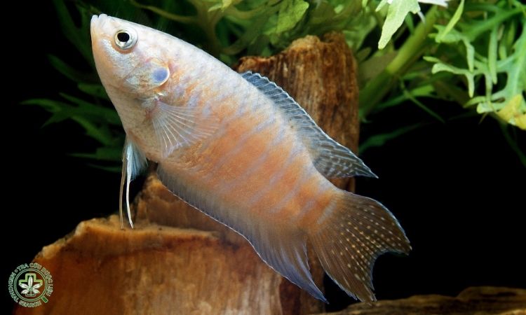 Một số hình ảnh con cá săn sắt 3