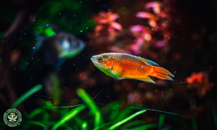 Lưu ý khi sử dụng cá săn sắt làm thuốc 1