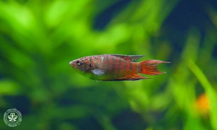 Một số hình ảnh con cá săn sắt 4