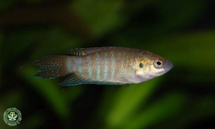 Một số hình ảnh con cá săn sắt 5