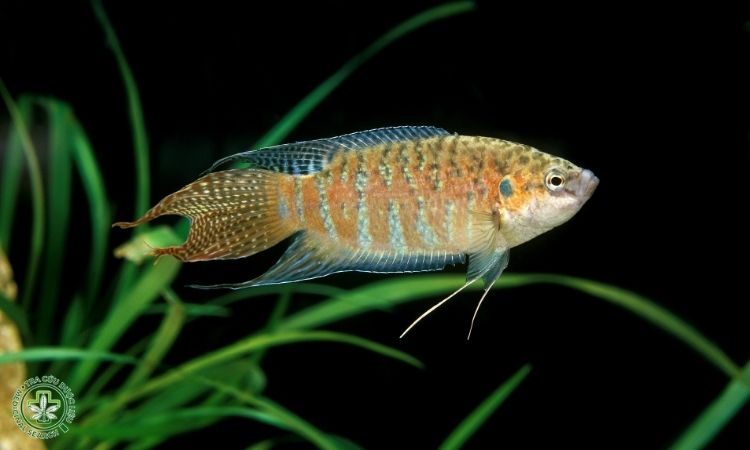 Một số hình ảnh con cá săn sắt 1