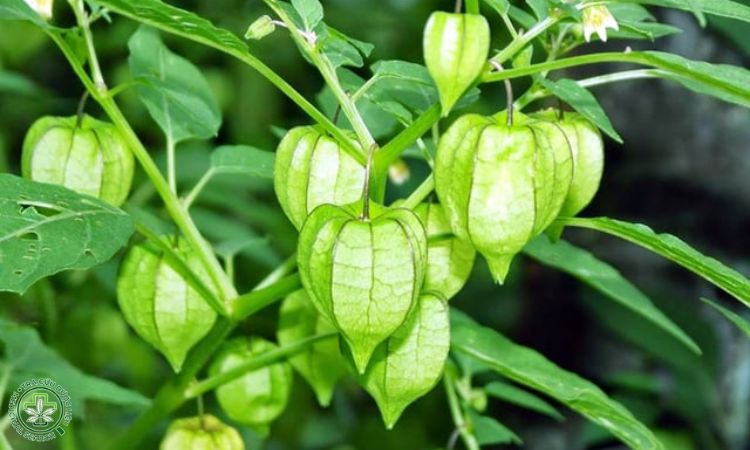 Phòng trừ sâu bệnh 1