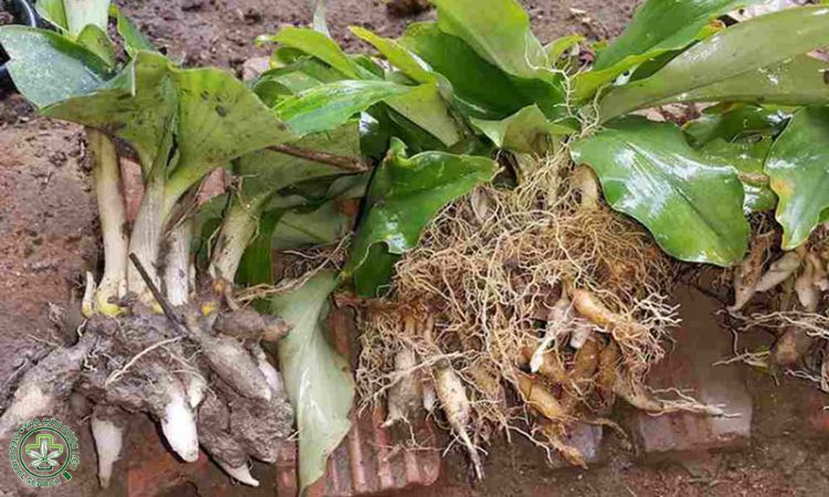 Thông tin về cây thiền liền 1