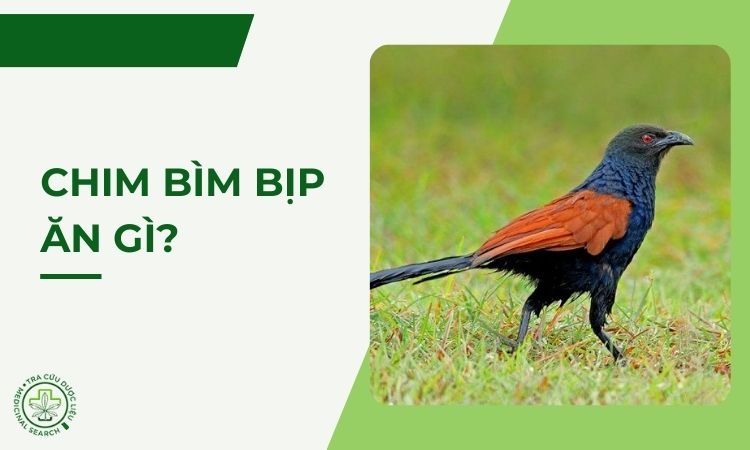 Chim bìm bịp ăn gì? Vai trò của bìm bịp trong y học cổ truyền 1