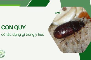 Con quy có tác dụng gì? Bài thuốc dân gian và lưu ý khi dùng
