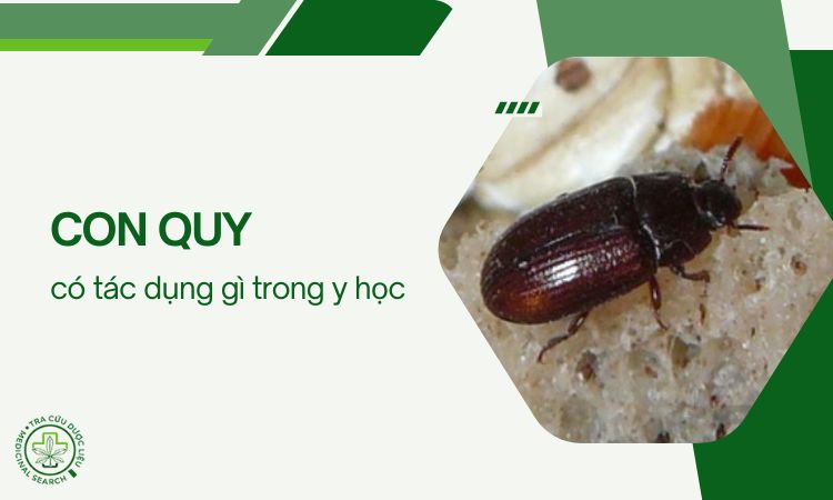 Con quy có tác dụng gì? Bài thuốc dân gian và lưu ý khi dùng 1