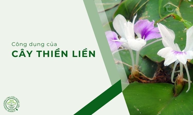 Công dụng của cây thiền liền đối với sức khỏe 1