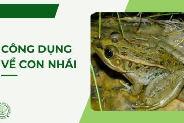 Những công dụng về con nhái ít người biết