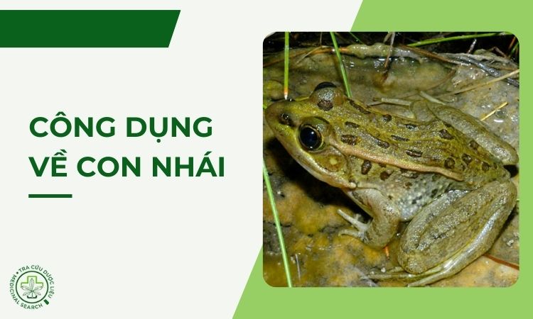 Những công dụng về con nhái ít người biết 1