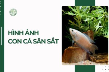 Hình ảnh con săn sắt