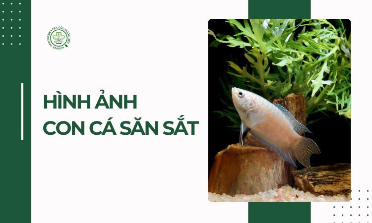 Hình ảnh con săn sắt 1