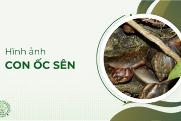 Hình ảnh con ốc sên