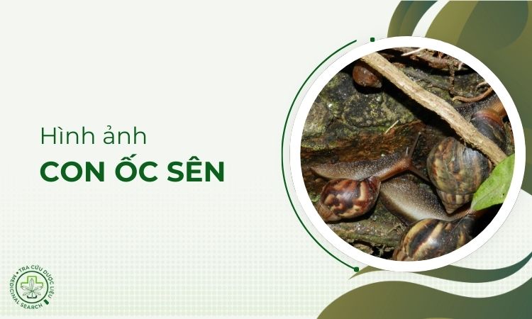 Hình ảnh con ốc sên 1