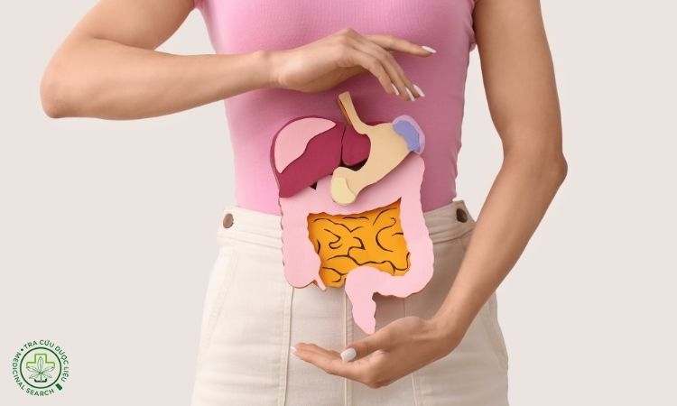 Hỗ trợ tiêu hóa, kích thích ăn uống 1