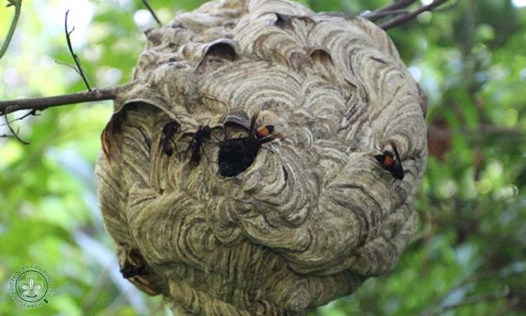 Một số bài thuốc dân gian từ tổ ong vò vẽ 1