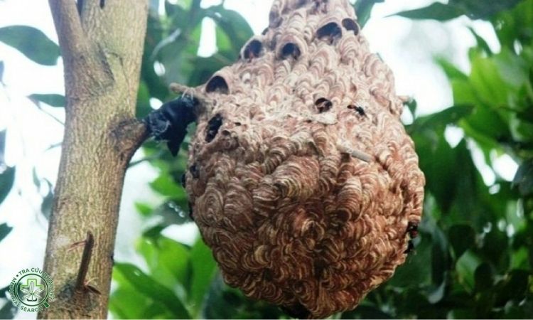 Thành phần trong tổ ong vò vẽ 1