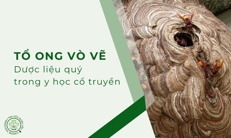 Tổ ong vò vẽ – dược liệu quý trong y học cổ truyền 1