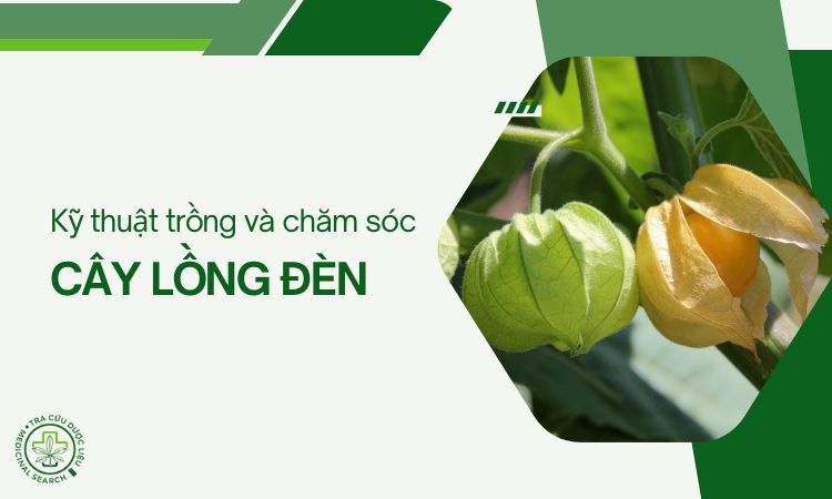 Kỹ thuật trồng và chăm sóc cây Lồng đèn 1