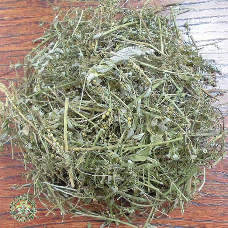 2.1. Uống nước sắc cây chó đẻ 1