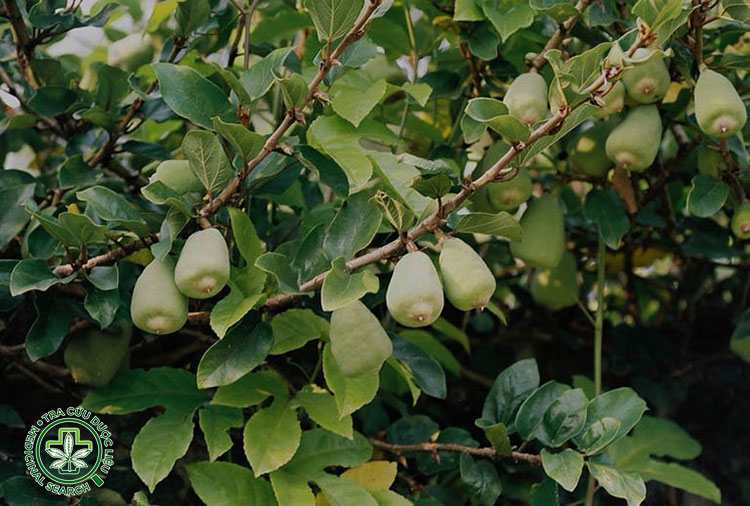 1. Đặc điểm nhận diện cây Vương bất lưu hành 1