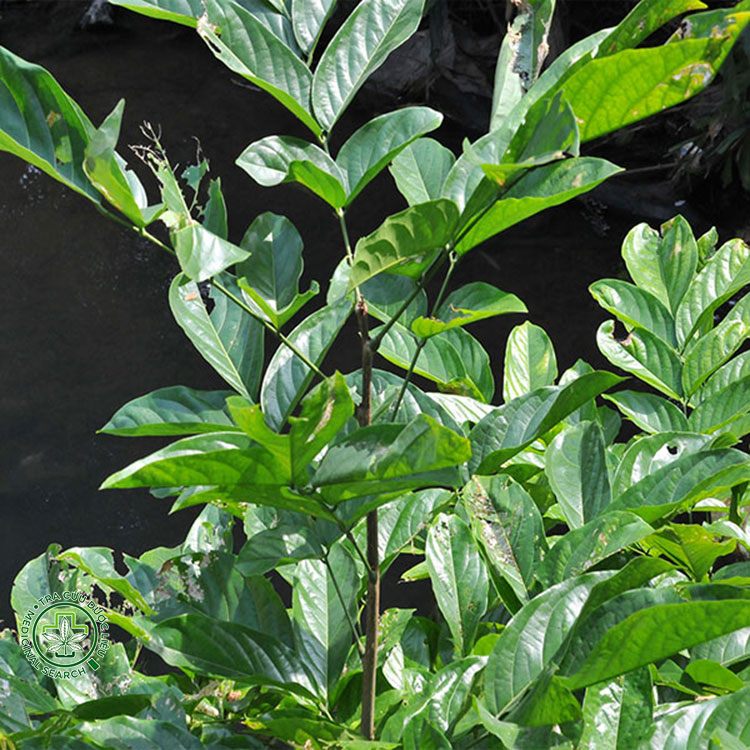 Tổng hợp hình ảnh cây mạ mân 4