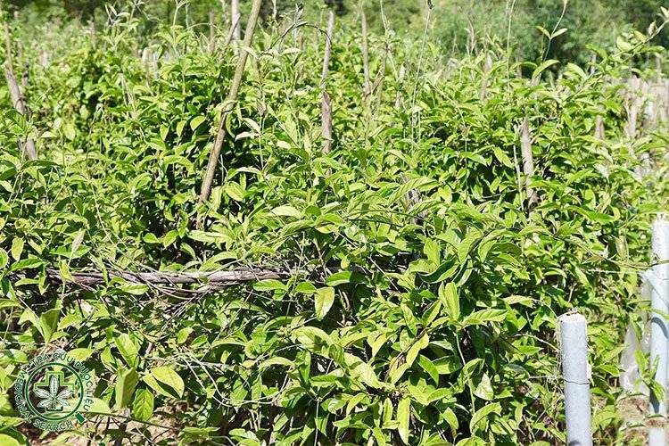 1. Hình ảnh toàn cây ba kích tím 1 1. Hình ảnh toàn cây ba kích tím 1