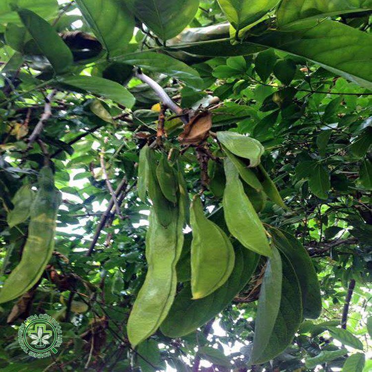 Tổng hợp hình ảnh cây mạ mân 3