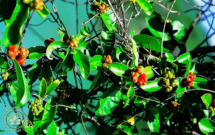 3. Hình ảnh hoa và quả ba kích tím 1 3. Hình ảnh hoa và quả ba kích tím 1