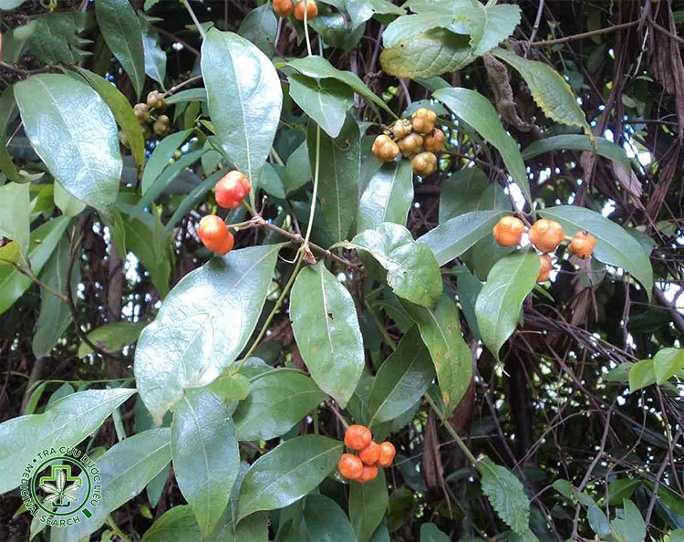 Những lưu ý khi dùng cây mặt quỷ 1 Những lưu ý khi dùng cây mặt quỷ 1