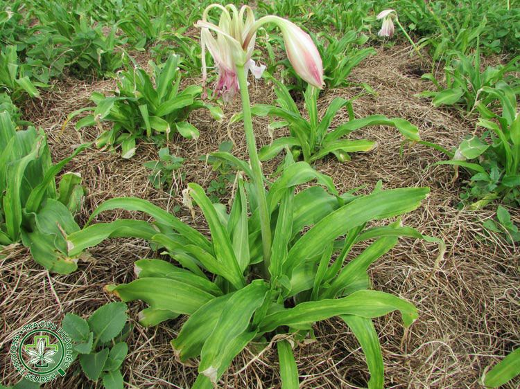 Hình ảnh chi tiết về cây Trinh nữ hoàng cung 1