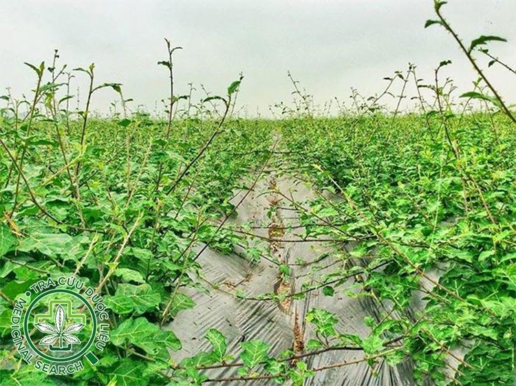 Một vài hình ảnh tổng thể cây cà gai leo 3