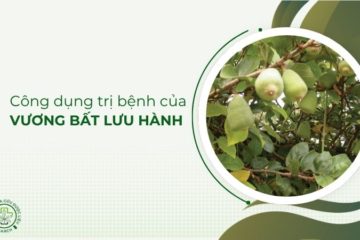 Vương bất lưu hành và công dụng chữa bệnh