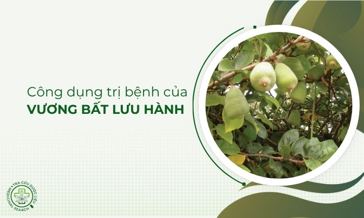 Vương bất lưu hành và công dụng chữa bệnh 1