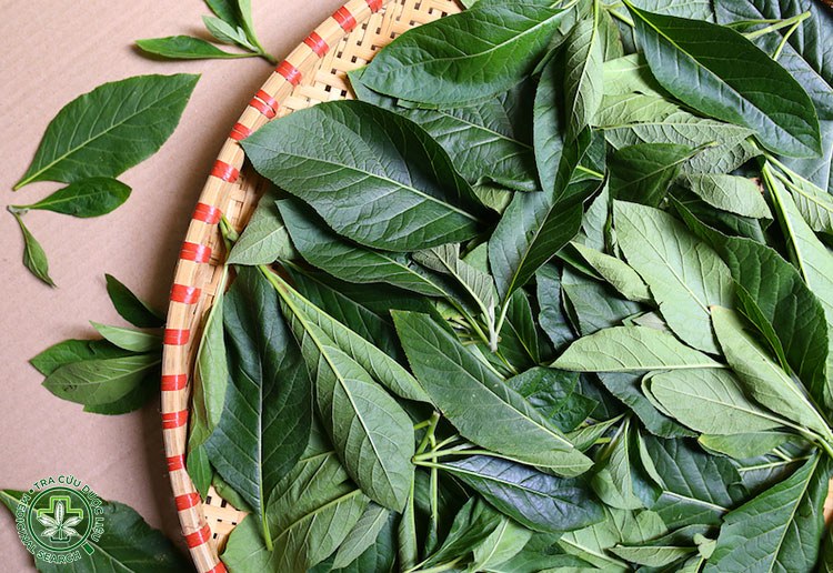 Cách sử dụng mật gấu theo từng bệnh 2