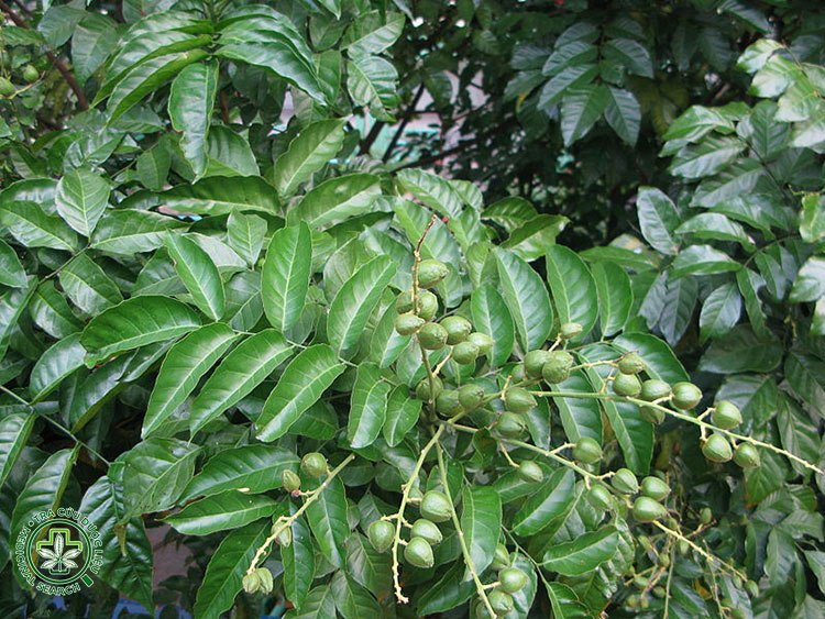 Bài thuốc giải cảm, tăng sức đề kháng 1 Bài thuốc giải cảm, tăng sức đề kháng 1