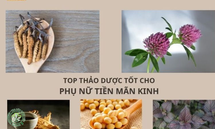 Cách dùng dược liệu cho phụ nữ mãn kinh để đạt hiệu quả cao 1