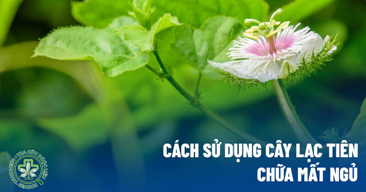Cách sử dụng lạc tiên giúp ngủ ngon 1 Cách sử dụng lạc tiên giúp ngủ ngon 1