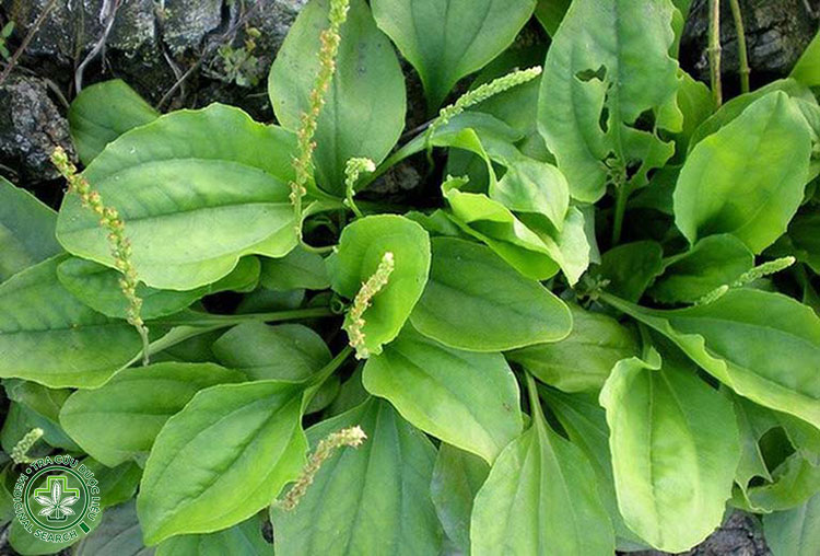 Cách sử dụng dược liệu trị viêm đường tiết niệu hiệu quả 1