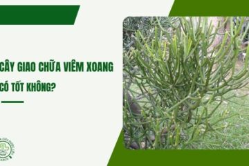 Cây giao chữa viêm xoang có tốt không?
