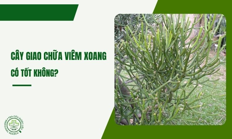 Cây giao chữa viêm xoang có tốt không? 1