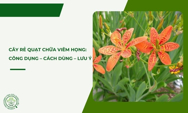 Cây rẻ quạt chữa viêm họng: Công dụng – Cách dùng – Lưu ý 1 Cây rẻ quạt chữa viêm họng: Công dụng – Cách dùng – Lưu ý 1