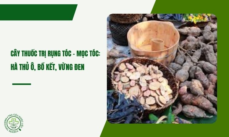 Cây thuốc trị rụng tóc – mọc tóc: hà thủ ô, bồ kết, vừng đen 1
