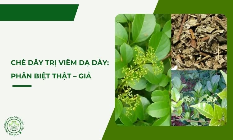 Chè dây trị viêm dạ dày: phân biệt thật – giả 1 Chè dây trị viêm dạ dày: phân biệt thật – giả 1