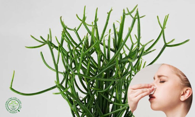 Cây giao chữa viêm xoang có tốt không? 1