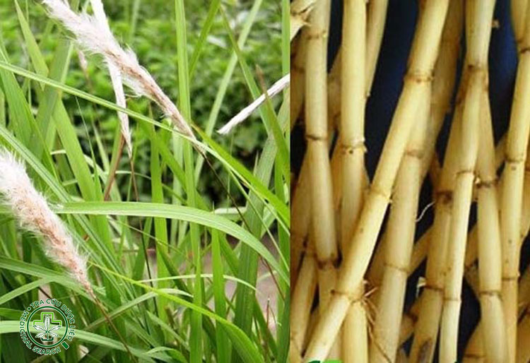 5. Rễ cỏ tranh – thanh nhiệt, hỗ trợ làm sạch đường tiết niệu 1