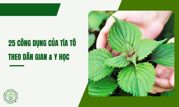 Cây tía tô: 25 công dụng trong dân gian & y học hiện đại 1 Cây tía tô: 25 công dụng trong dân gian & y học hiện đại 1